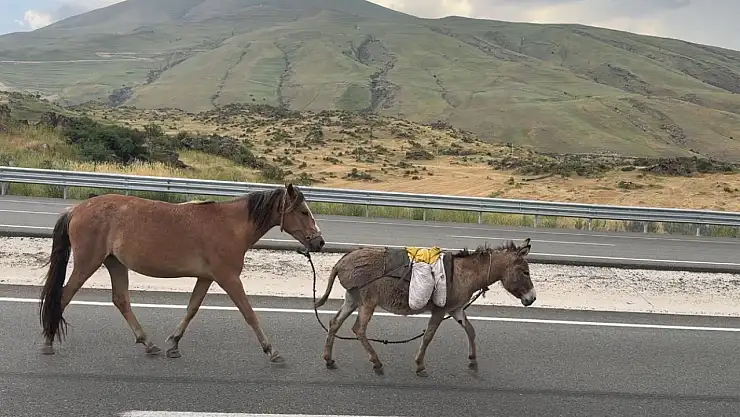 Iğdır'da Sürüden Ayrılan At ve Eşek, Trafikte Tehlikeye Yol Açtı!