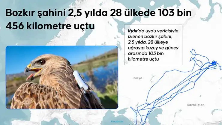 Iğdır'da uydu vericisi takılan bozkır şahini 2,5 yılda 28 ülke dolaştı
