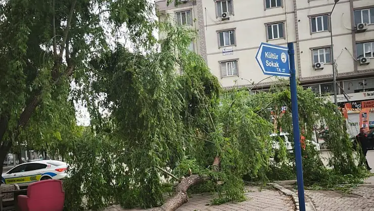 Iğdır'da Yağışın Devirdiği Ağaçlara Anında Müdahale Vatandaşlar Memnun
