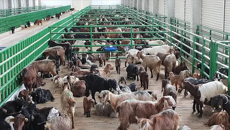 İkinci dönem hayvancılık destek başvuruları başladı!