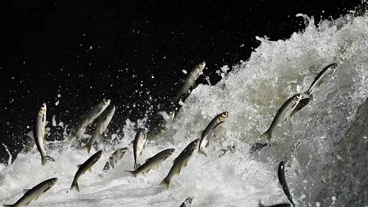İklim Değişikliği İnci Kefalini Tehdit Ediyor, Akarsuların Azalması Geçim Kaynağını Sarsabilir