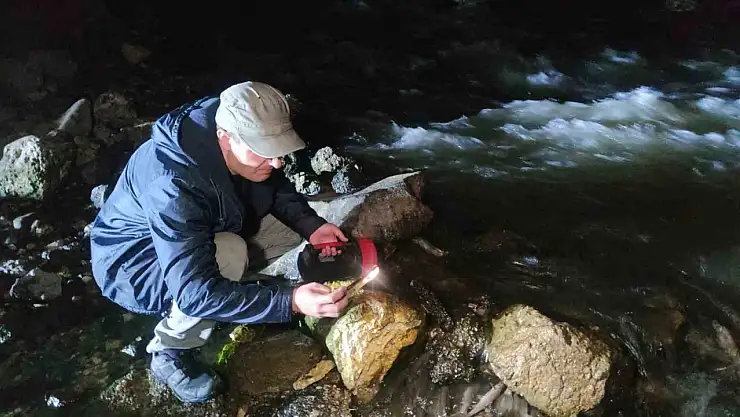 İnci Kefali, Göç Yolculuğuna Gece Başladı