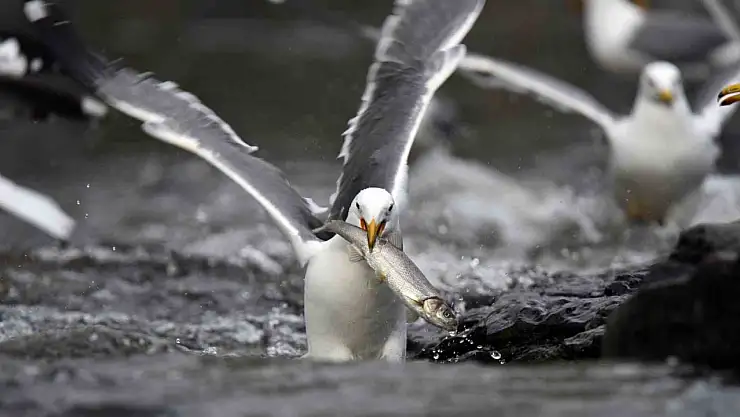 İnci Kefali'nin Martılarla Mücadelesi Görsel Şölene Dönüşüyor