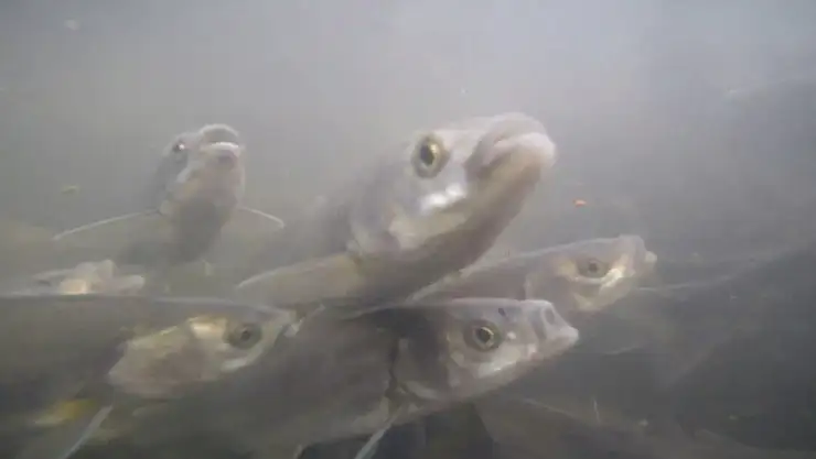 İnci Kefalinin Ters Göçü Su Altında Görüntülendi: Doğanın Büyüleyici Anları Kaydedildi