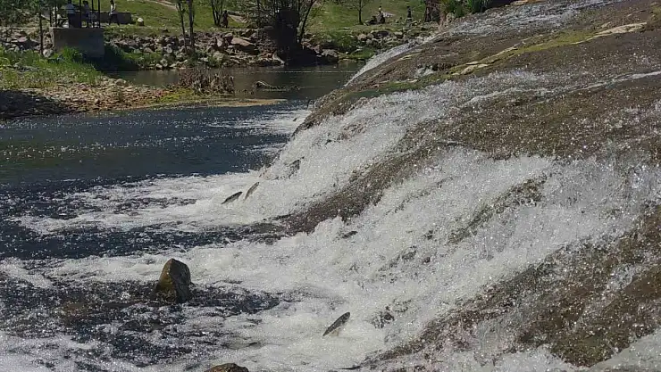 İnci Kefalinin Yumurta Bırakmak İçin 23 Kilometrelik Zorlu Yolculuğu