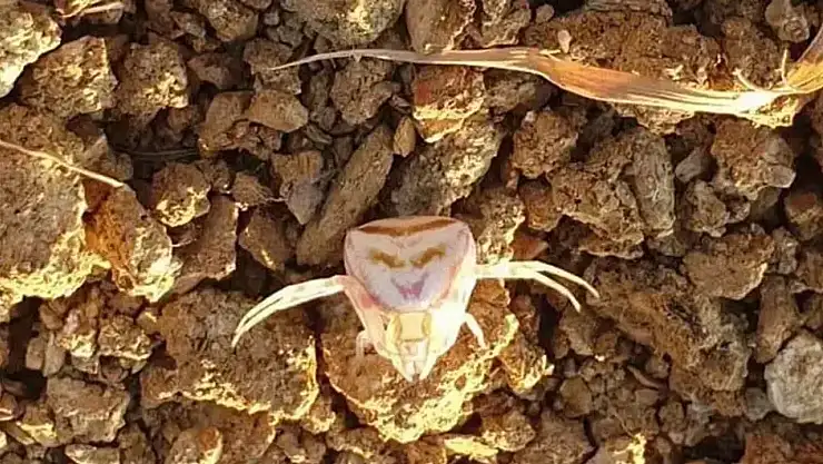 İnsan yüzlü örümcek nerede yaşar, Türkiye'de var mı? İnsan yüzlü örümcek gerçek mi?