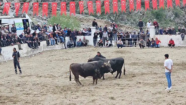 İspir'de boğa güreşlerinde tartışma kavga oldu, olay güvenlik güçleriyle kontrol altına alındı