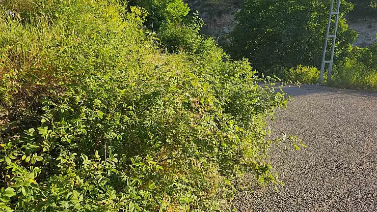 İspir'de yol kenarındaki dikensiz alan talebi, sürücü güvenliği tehlikede!