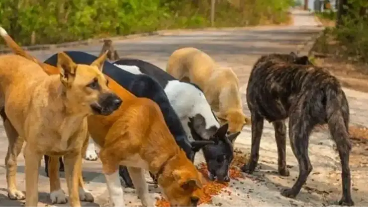İstanbul'da sokak köpeklerine mama vermek yasaklandı mı?  Sokak köpeklerini beslemek yasak mı, cezası ne kadar?