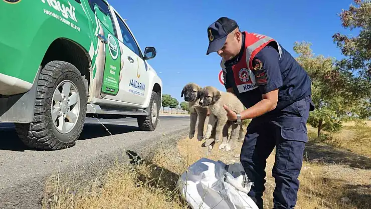Jandarma, yol kenarında çuvalla bırakılan iki yavru köpeği kurtardı