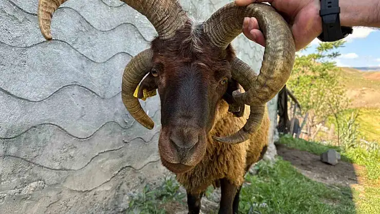 Kağızman'da Dikkat Çeken 4 Boynuzlu Koç, Yerli Halkın İlgi Merkezine Dönüştü
