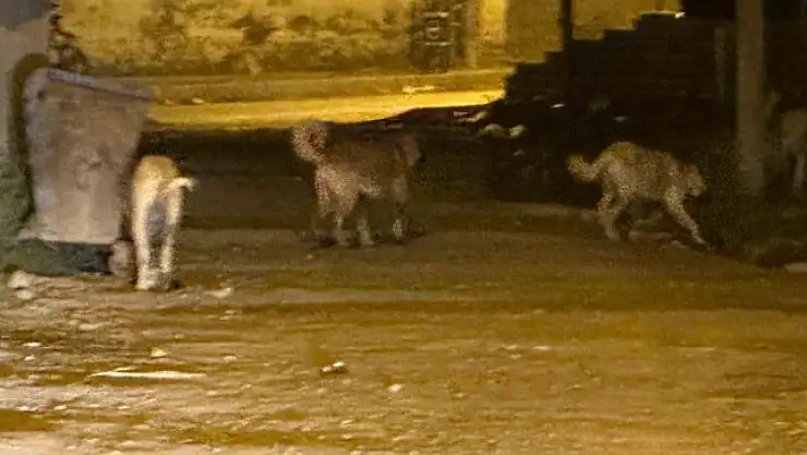Kağızman'da sokak köpeği sayısı artıyor, vatandaşlar güvenlikten endişeli!