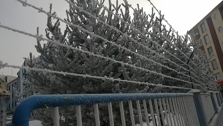 Kırağı, Ağrı'da ağaçları kapladı