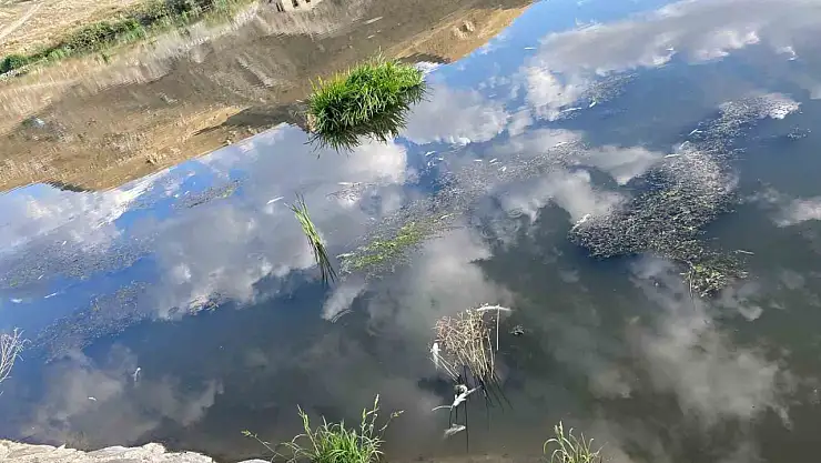 Karasu'da Balık Ölümleri Tedirginlik Yaratıyor
