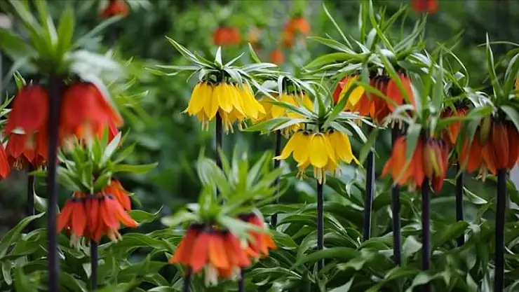 Karayazı'da Ters Lale Festivali Renkli Görüntülere Sahne Oldu