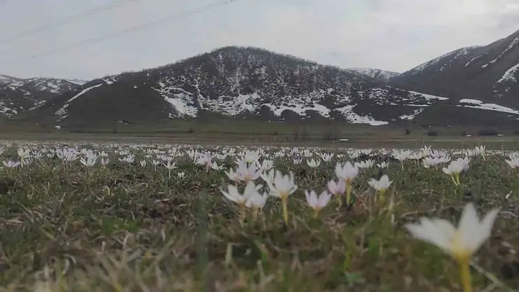 Kardelenler Van dağlarını beyaza bürüdü