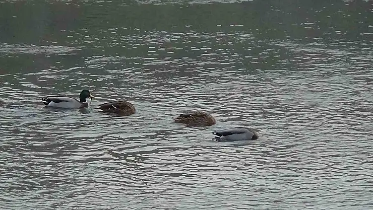 Kars Çayı'nda Yüzlerce Yabani Ördek Yemlenirken Görüntülendi