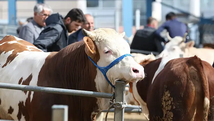 Kars'ın yaylalarından ülkenin dört bir yanına kurbanlık sevkiyatı