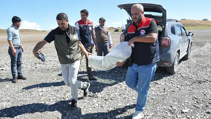 Kars'ta 500 bin yavru sazan balığı göllere bırakıldı, doğal kaynakların korunmasına katkı sağlanıyor