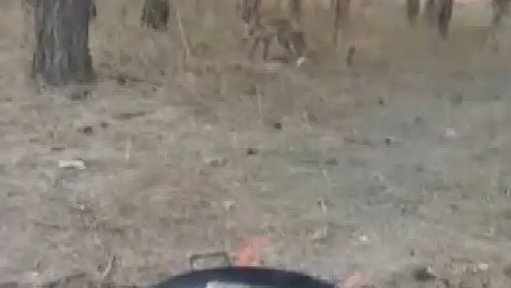 Kars'ta aç kalan tilkiler yerleşim yerlerine inerek vatandaşlarla buluştu