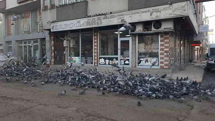 Kars'ta bir esnaf önce kuşları besliyor sonra işine başlıyor