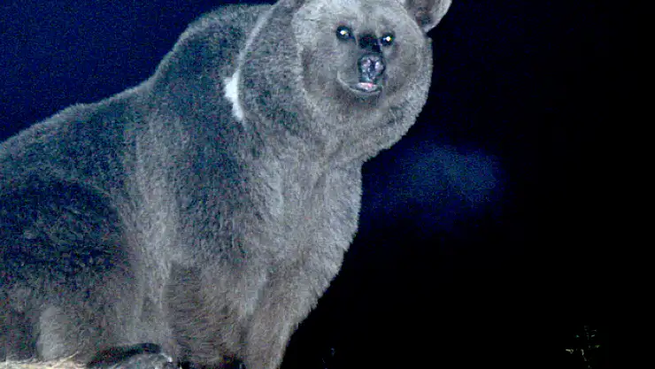 Kars'ta Bozayı Sokaklarda Yiyecek Ararken Görüntülendi