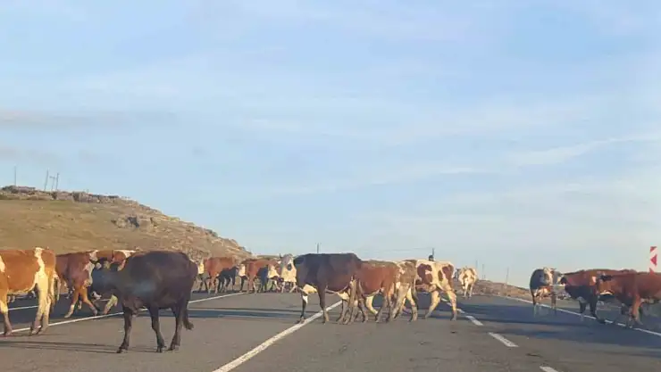 Kars'ta Büyükbaş Hayvanlar Trafiği Felç Etti, Sürücüler Tepkili!