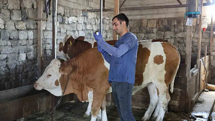 Kars'ta Büyükbaş Hayvanlara Şap Aşısı Uygulaması, Çiftçiler Memnun!