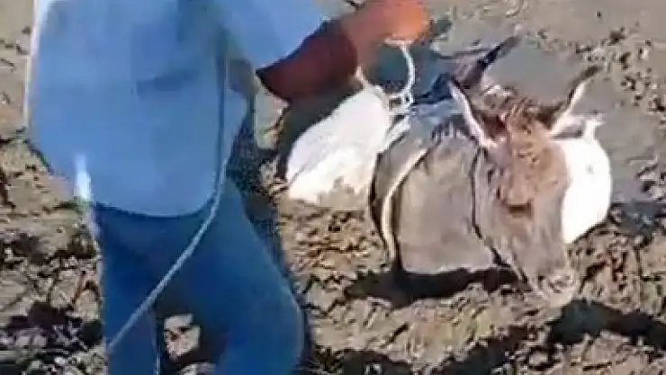 Kars'ta çamura saplanan eşek, köylüler tarafından kurtarıldı!