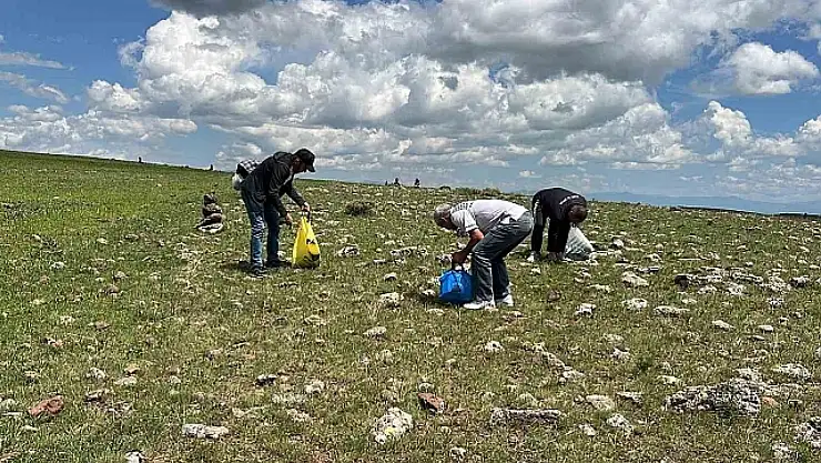 Kars'ta 'çaşır' bitkisi için dağları aşıyorlar: Şifalı doğanın peşinde!