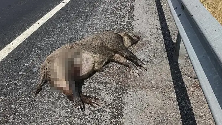 Kars'ta domuza çarpan otomobil kaza yaptı, sürücü yaralandı ve yaban hayvanları için uyarılar yapıldı