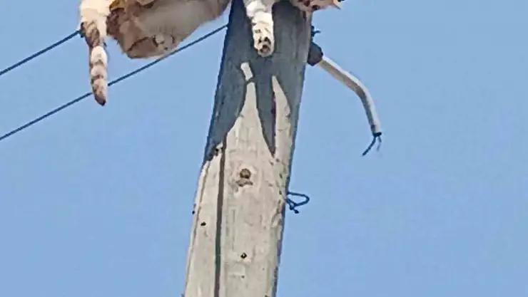 Kars'ta Elektrik Direğine Tırmanan Kedi Güvenle Kurtarıldı