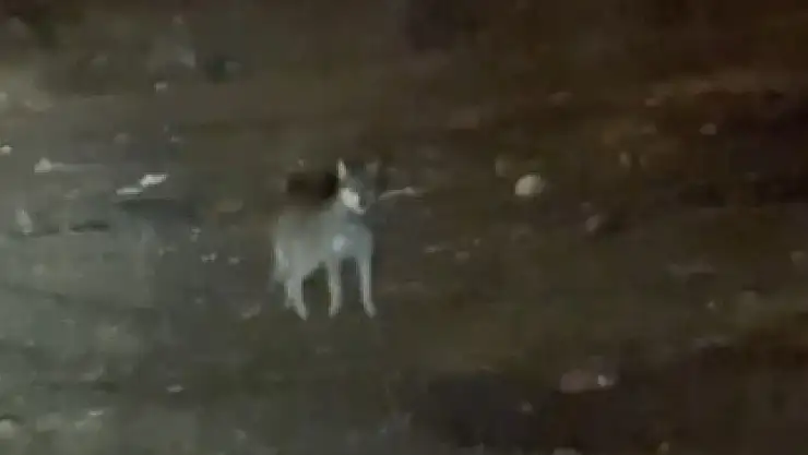Kars'ta gecenin sürprizi: Sokaklarda dolaşan kurt görüntülendi!