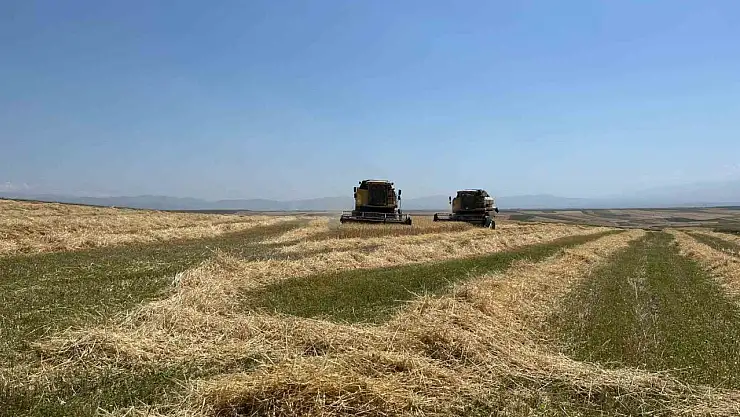 Kars'ta Geleneksel Ata Tohumu Arpa Hasadı Çiftçilerin Yüzünü Güldürdü