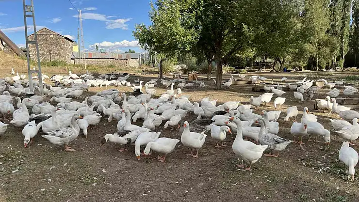 Kars'ta geleneksel kaz eti hazırlıkları başladı, fiyatlar bu yıl artışta!