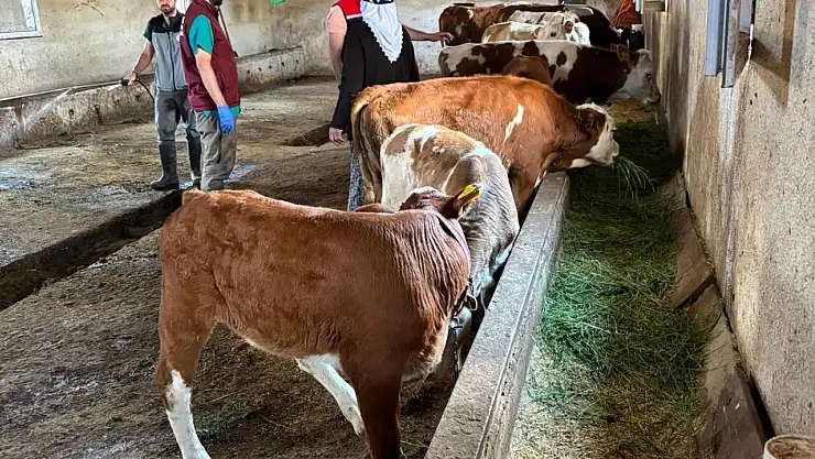 Kars'ta Hayvan Sağlığı İçin Aşılama ve Dezenfeksiyon Çalışmaları Başlatıldı