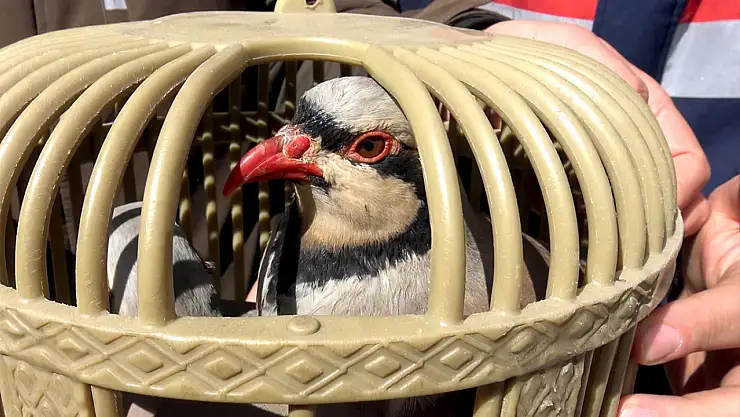 Kars'ta kaçak keklik avına 176 bin lira ceza