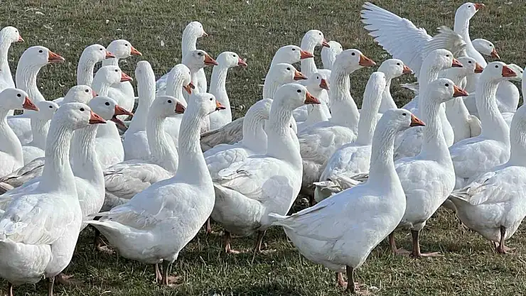 Kars'ta kaz kesim sezonu başladı, kış sofralarının vazgeçilmezi hazır!