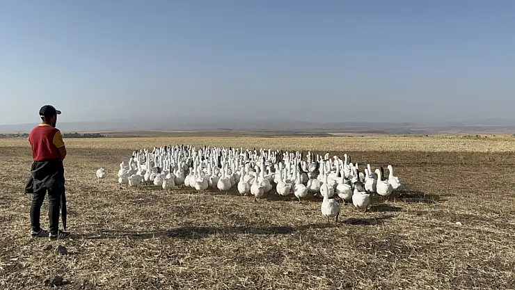 Kars'ta Kaz Yetiştiriciliğiyle Bütçe Destekleyen Genç: 500'den 1400 Kaz'a Ulaştı