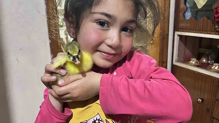 Kars'ta kazlar kuluçkaya yattı, yılın ilk yavruları çıktı