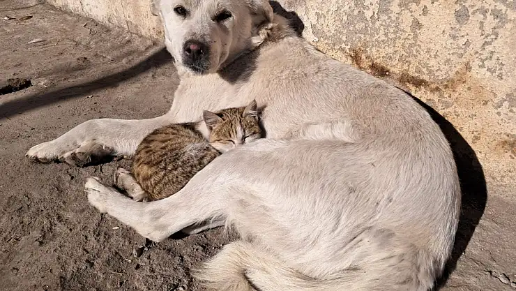 Kars'ta kedi ve köpeğin dostluğu içleri ısıttı