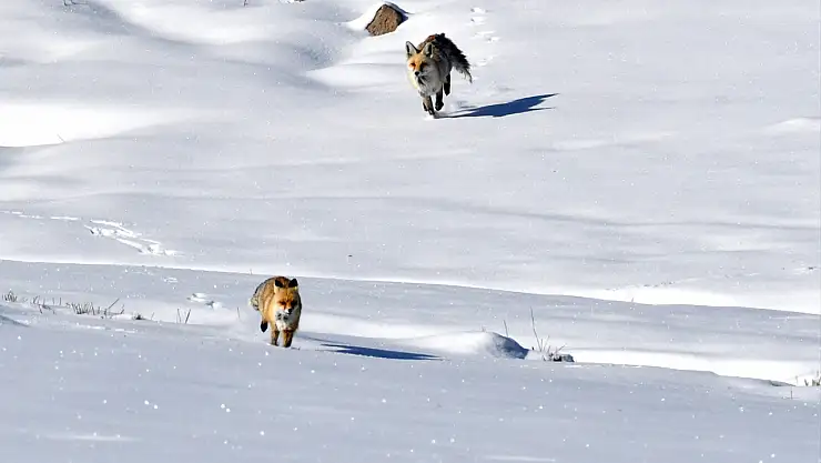 Kars'ta kızıl tilki ve yaban kuşları doğal yaşam alanlarında görüntülendi