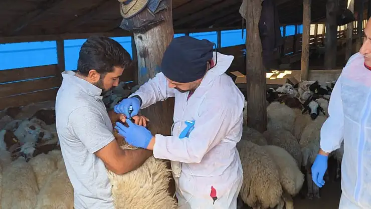 Kars'ta koyun ve keçilere PPR ile Brucella aşısı uygulanıyor, hayvancılıkta önem vurgulandı
