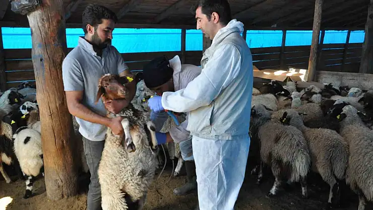Kars'ta Küçükbaş Hayvanlar Aşılanıyor ve Kayıt Altına Alınıyor