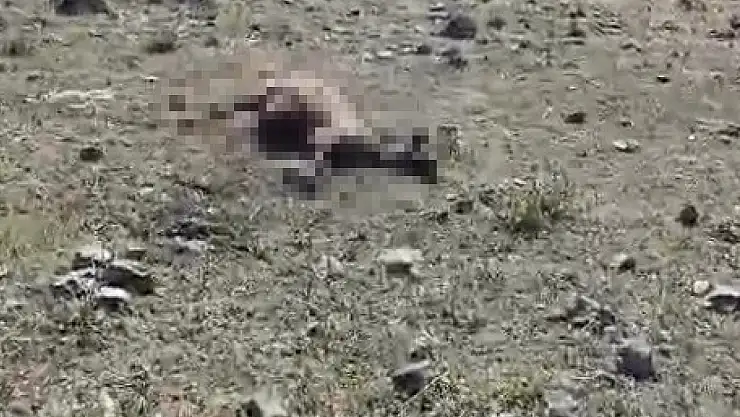 Kars'ta Kurt Saldırısı Sonucu Çok Sayıda Koyun Hayatını Kaybetti