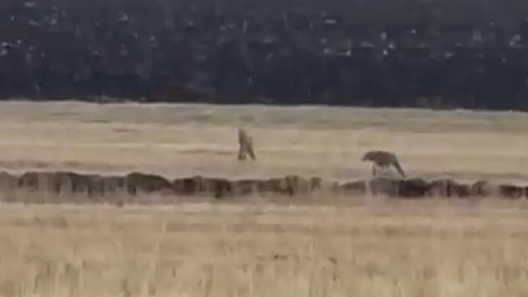 Kars'ta Kurt Sürüsü Tarım Arazisinde Görüntülendi