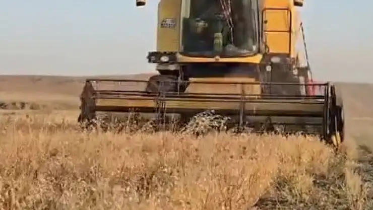 Kars'ta Nohut Hasadı Başladı, Dekar Başına 150 Kiloya Ulaşan Verimle Üreticiler Mutlu
