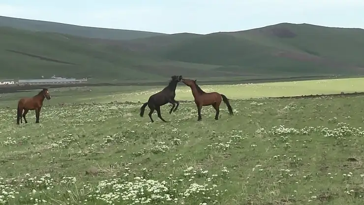 Kars'ta özgür yılkı atlarının muhteşem görüntüleri ve güreş gösterisi kamerada!