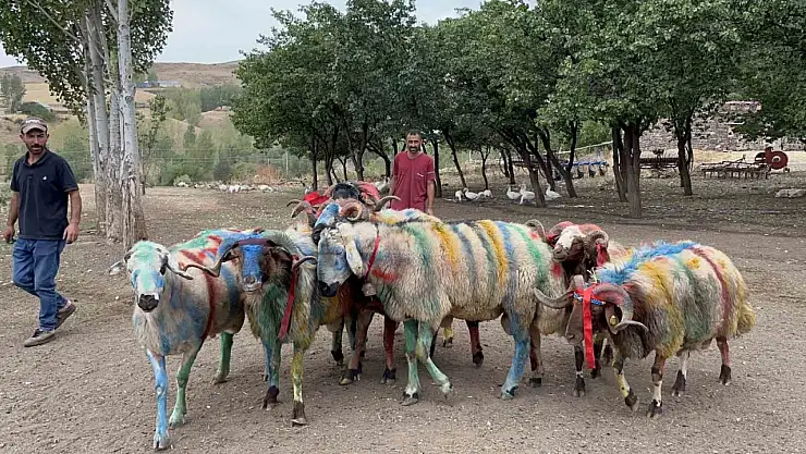 Kars'ta Renkli Gelenek Koç Katımında Coşku ve Renk Cümbüşü