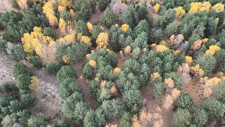 Kars'ta Sarıkamış Ormanları'nda Sonbahar Renk Cümbüşü Görsel Şölen Sunuyor